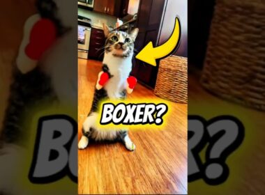 飼い主がヒンにしたことは信じられないでしょう🐈🦖 #shortsfeed #cat #pet #animalrescue