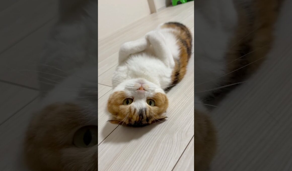 アボちゃんのへそ天♡癒される〜🫶#猫#スコティッシュフォールド