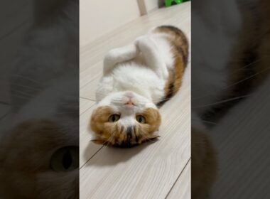 アボちゃんのへそ天♡癒される〜🫶#猫#スコティッシュフォールド