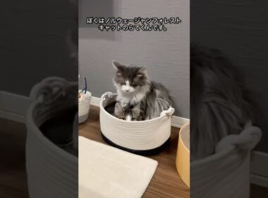 ノルウェージャンフォレストキャットのらてくんです。#cat #ノルウェージャンフォレストキャット #猫のいる暮らし #ねこ #猫好きさんと繋がりたい