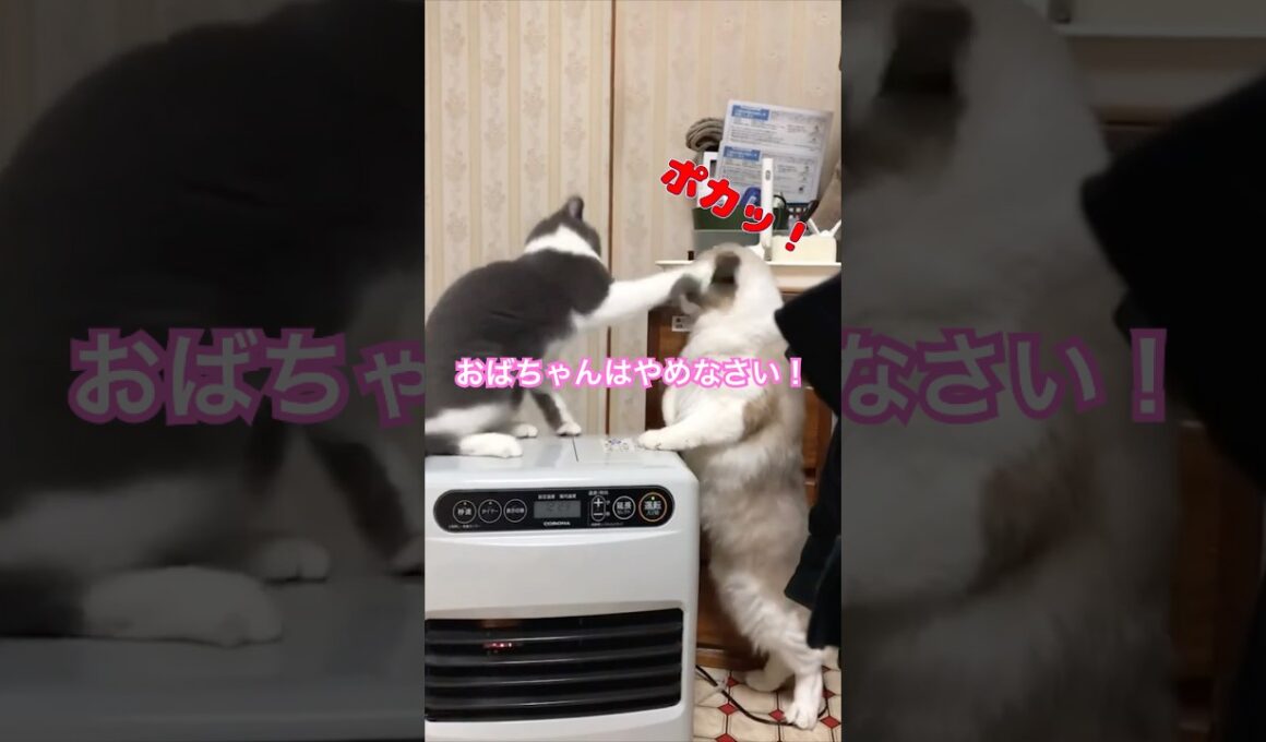 お母さんはご飯くれるおばちゃんではないのだ。 #ラグドールもどき #ブリティッシュショートヘア #猫のいる暮らし #猫の世界　#猫のいる生活