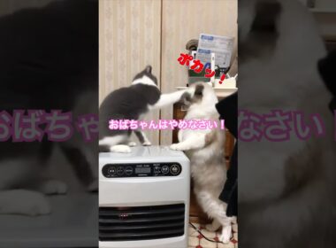 お母さんはご飯くれるおばちゃんではないのだ。 #ラグドールもどき #ブリティッシュショートヘア #猫のいる暮らし #猫の世界　#猫のいる生活