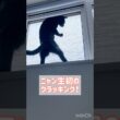 初めてクラッキングをする黒猫ボンベイ #子猫 #cat #bombay #猫のいる暮らし #ねこ #癒やし #かわいい #ねこ動画 #ねこのいる生活