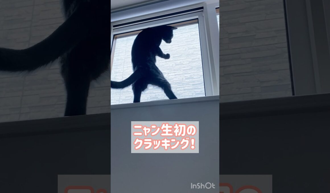 初めてクラッキングをする黒猫ボンベイ　#子猫 #cat #bombay #猫のいる暮らし #ねこ #癒やし #かわいい #ねこ動画 #ねこのいる生活