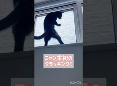 初めてクラッキングをする黒猫ボンベイ　#子猫 #cat #bombay #猫のいる暮らし #ねこ #癒やし #かわいい #ねこ動画 #ねこのいる生活