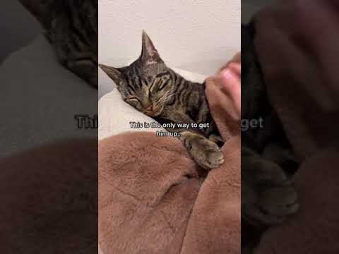 CHASES FAVORITE WORDS TO HEAR #shorts