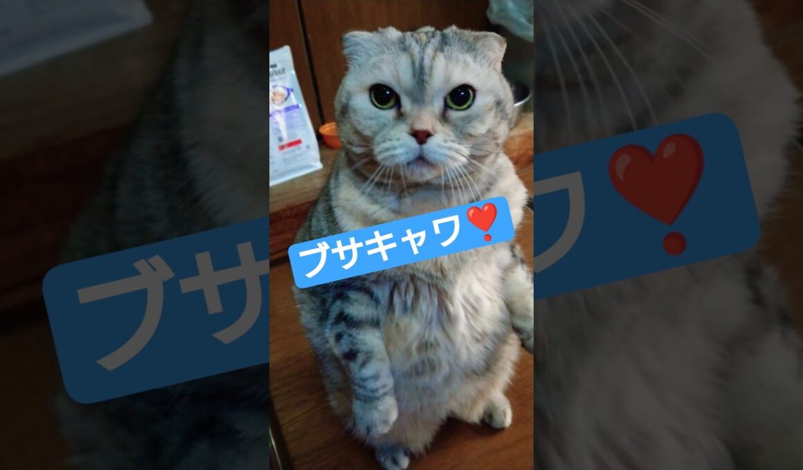 ブサカワ猫 #shorts #スコティッシュフォールド #cat