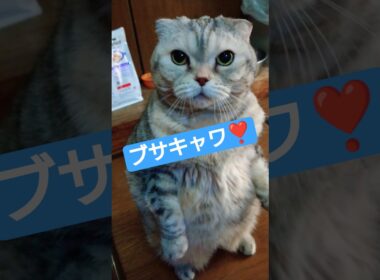 ブサカワ猫 #shorts #スコティッシュフォールド #cat