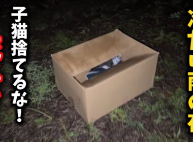 雨の降る寒い夜…線路沿いに捨てられた子猫保護しました