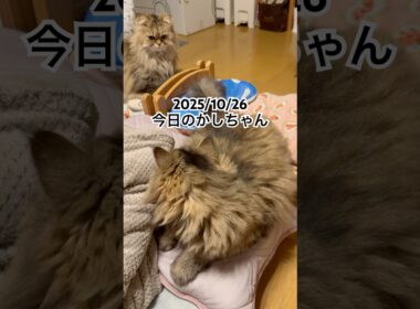 2025/10/26今日のかしちゃん #猫 #ペルシャ #カシス #cat #猫のいる暮らし