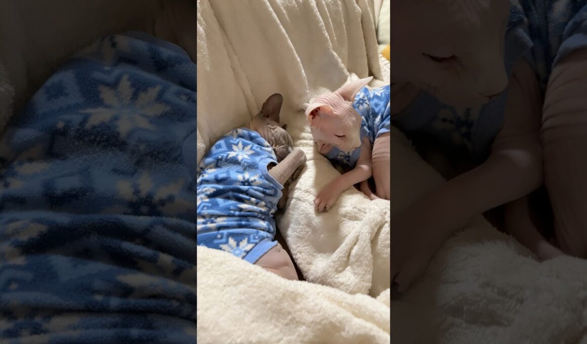 寒い日は暖かい格好で眠る猫スルタンとアレクサンドラ【スフィンクス】