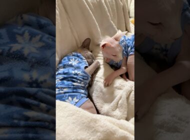 寒い日は暖かい格好で眠る猫スルタンとアレクサンドラ【スフィンクス】