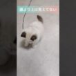 #shorts #ラグドール #子猫 #猫のいる生活 #甘えん坊猫 #ぬいぐるみ猫