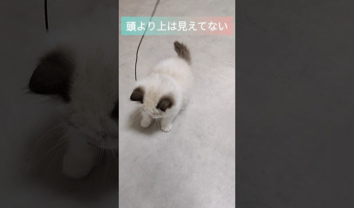 #shorts #ラグドール #子猫 #猫のいる生活 #甘えん坊猫 #ぬいぐるみ猫