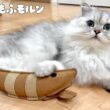 ちょっと珍しいエビで遊ぶ猫 【サイベリアン】 #Shorts