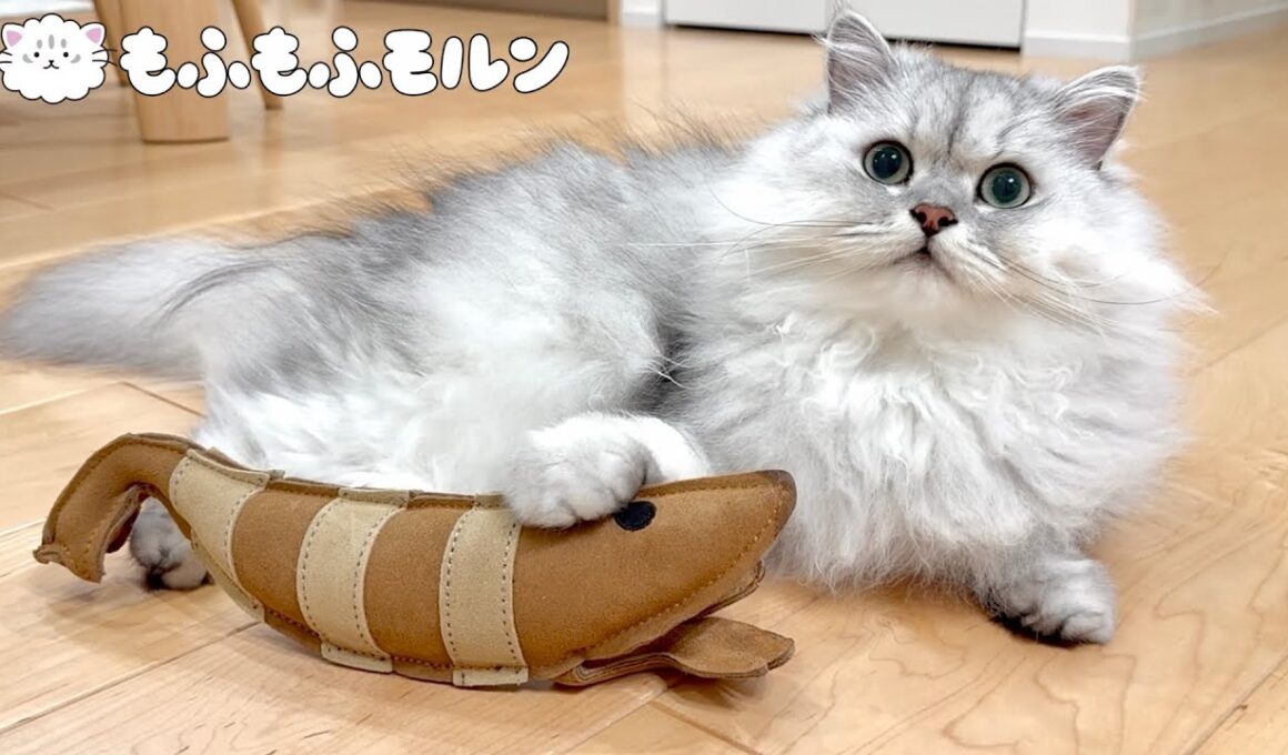 ちょっと珍しいエビで遊ぶ猫 【サイベリアン】 #Shorts