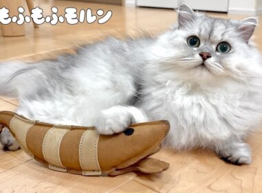 ちょっと珍しいエビで遊ぶ猫 【サイベリアン】 #Shorts