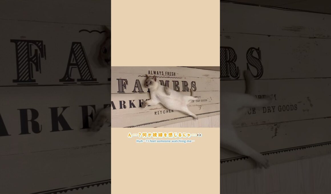 【ショート】ん…？見られたにゃ👀【猫 トンキニーズ】Huh…? Someone’s Watching! 👀 [Tonkinese Cat] #猫 #トンキニーズ #猫動画