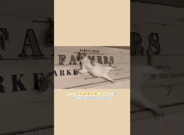 【ショート】ん…？見られたにゃ👀【猫 トンキニーズ】Huh…? Someone’s Watching! 👀 [Tonkinese Cat] #猫 #トンキニーズ #猫動画