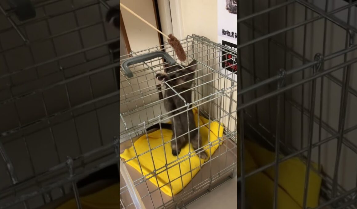 サビ子猫 里親様 募集中  #保護猫 #cat #猫のいる暮らし #子猫 #ねこ #ネコ #猫のいる生活 #サビ猫 #子猫 #子ネコ