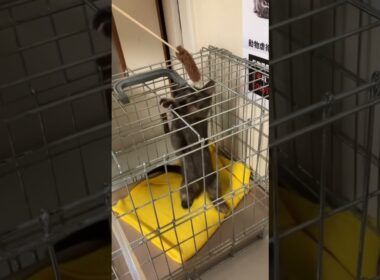 サビ子猫 里親様 募集中  #保護猫 #cat #猫のいる暮らし #子猫 #ねこ #ネコ #猫のいる生活 #サビ猫 #子猫 #子ネコ