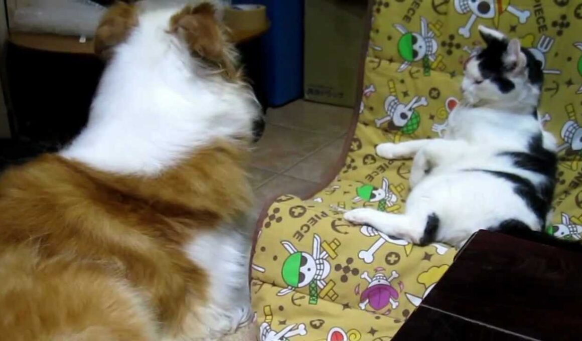 犬vs猫(Dogs vs cat)　Bordercollie vs Japanese bobtail(Mike)