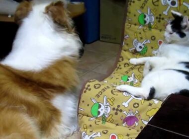 犬vs猫(Dogs vs cat)　Bordercollie vs Japanese bobtail(Mike)