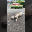 日本中でバズった猫ちゃんたち❗️#ペット #猫 #猫のいる暮らし #ねこ #ネコ