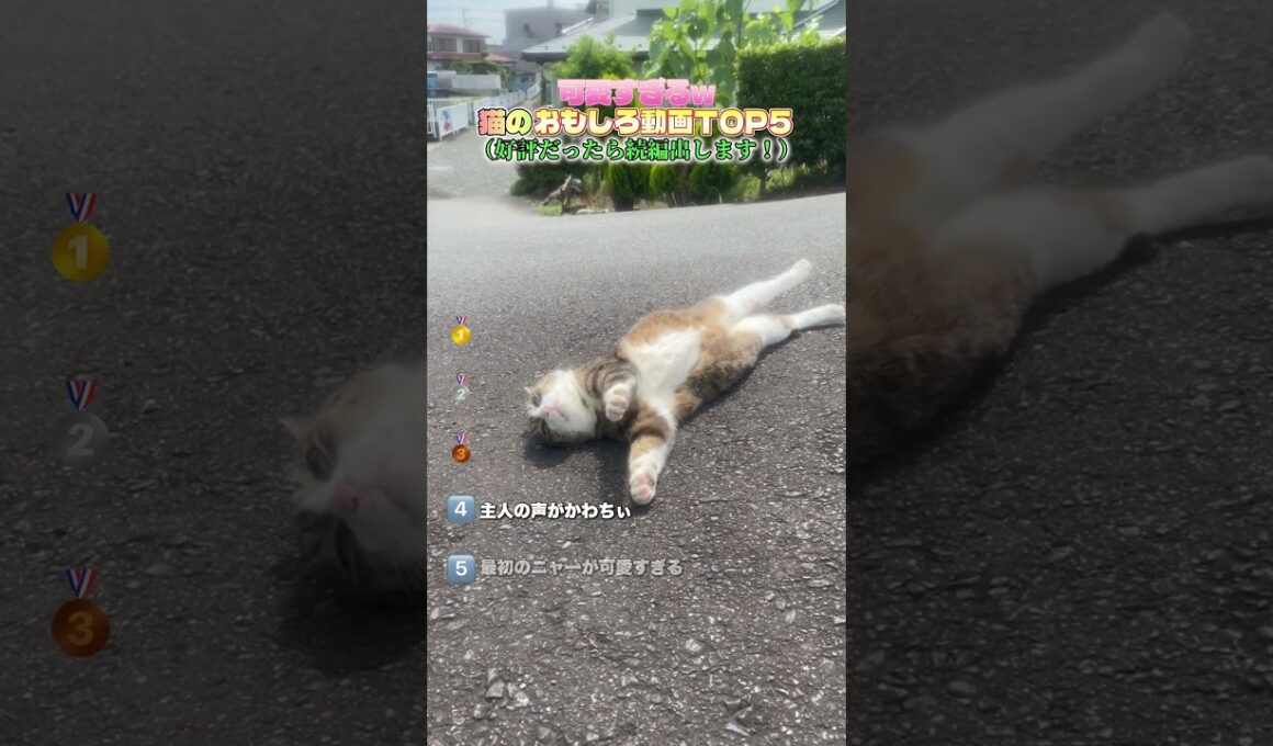 日本中でバズった猫ちゃんたち❗️#ペット #猫 #猫のいる暮らし #ねこ #ネコ