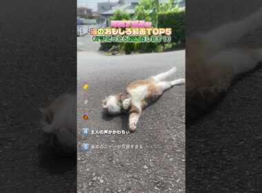 日本中でバズった猫ちゃんたち❗️#ペット #猫 #猫のいる暮らし #ねこ #ネコ