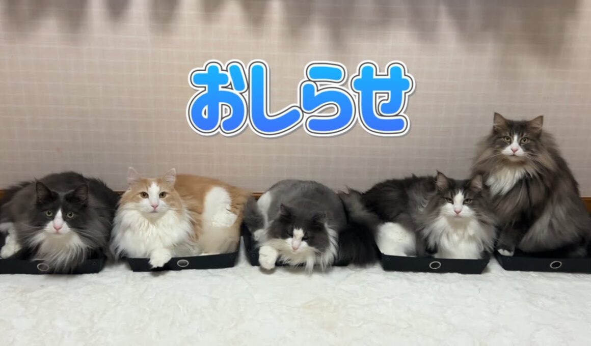 【お知らせ】４周年を記念して、チャンネルメンバーシップを始めました💖