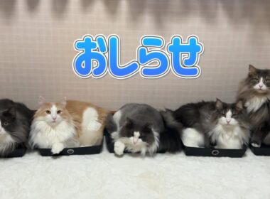 【お知らせ】４周年を記念して、チャンネルメンバーシップを始めました💖