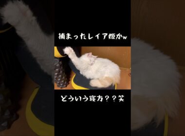 自ら囚われの身となり眠くなるおチビ #ラガマフィン