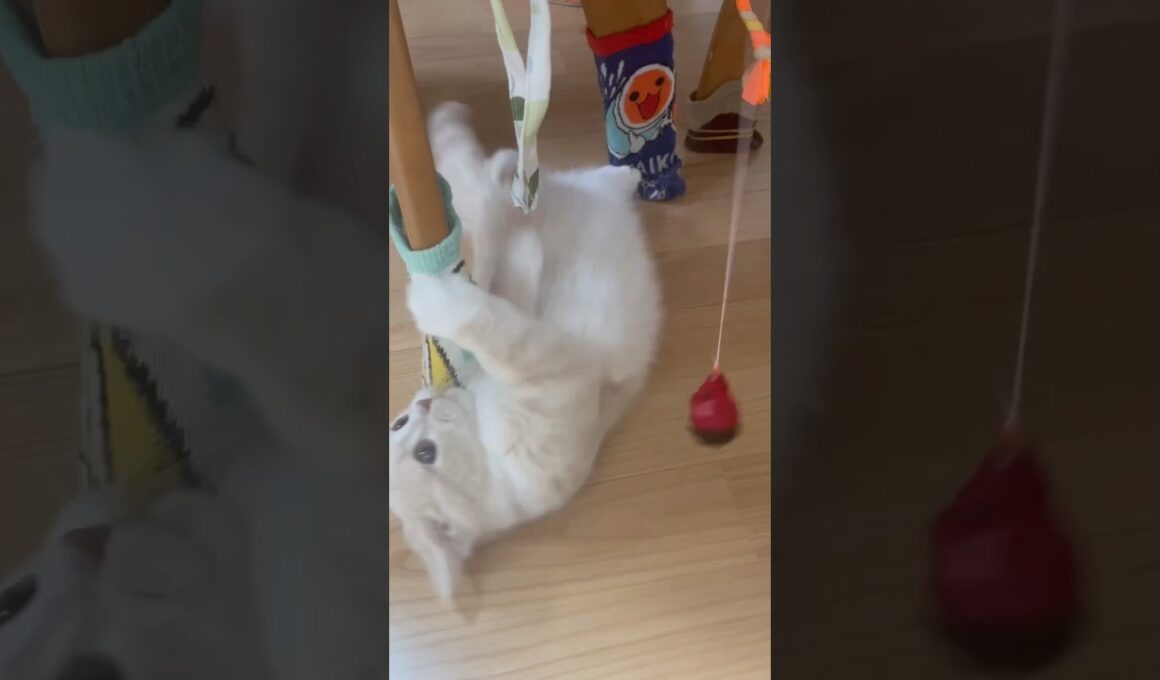 おもちゃ🐭VSこてつくん【子猫】🐱💞#shorts #猫 #cat #マンチカン #子猫 #こてつ #子猫の成長日記 #かわいい