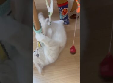 おもちゃ🐭VSこてつくん【子猫】🐱💞#shorts #猫 #cat #マンチカン #子猫 #こてつ #子猫の成長日記 #かわいい