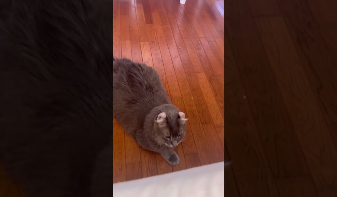 ニャンコは見た #ねこ動画 #アメリカンカール #catshorts