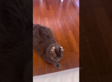 ニャンコは見た #ねこ動画 #アメリカンカール #catshorts