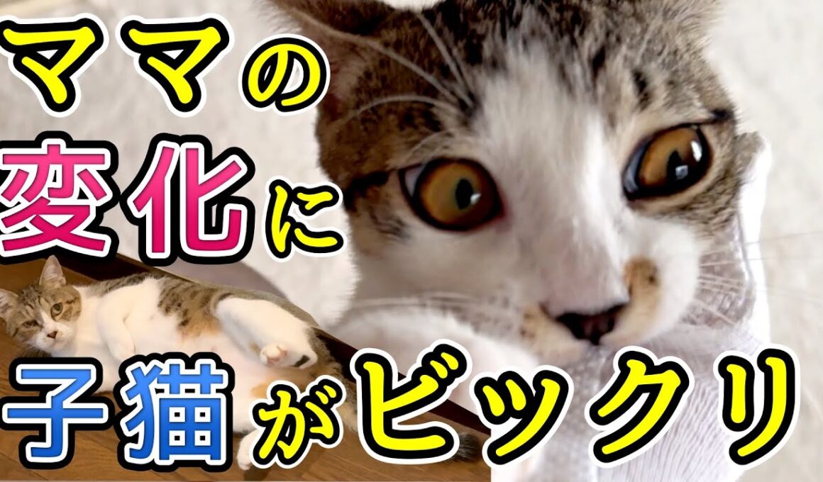 メス猫に避妊手術しないとこうなります…発情の鳴き声と行動が〇〇すぎる｜重病子猫のその後