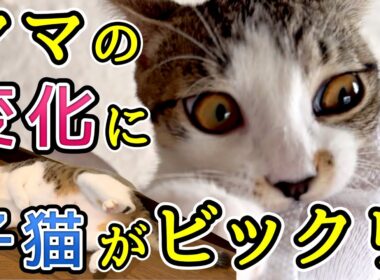 メス猫に避妊手術しないとこうなります…発情の鳴き声と行動が〇〇すぎる｜重病子猫のその後