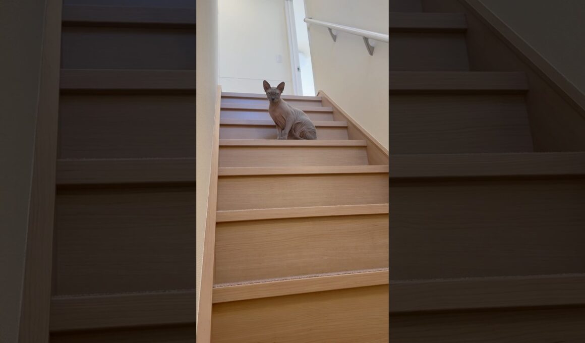 ママに気づいて近寄って来る毛のない猫がかわいい【スフィンクス】