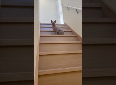 ママに気づいて近寄って来る毛のない猫がかわいい【スフィンクス】