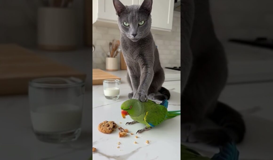 Busted! The evidence speaks for itself. 🕵️‍♂️🐈 #catcop #shorts