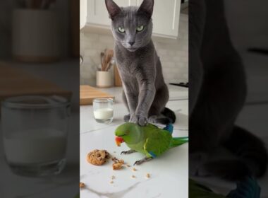 Busted! The evidence speaks for itself. 🕵️‍♂️🐈 #catcop #shorts