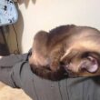 足で寝てたシャム猫に起きるよう頼んだら一度起き上がってくれたがまた寝られた🛏