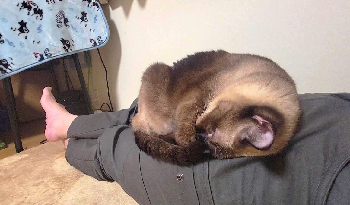 足で寝てたシャム猫に起きるよう頼んだら一度起き上がってくれたがまた寝られた🛏