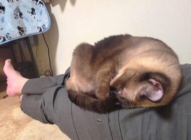 足で寝てたシャム猫に起きるよう頼んだら一度起き上がってくれたがまた寝られた🛏