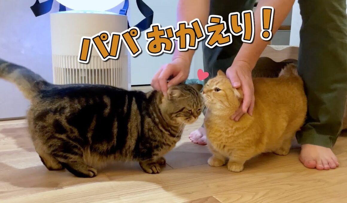 帰りが遅いパパを待ちわびていた愛猫のお出迎えが可愛すぎる!