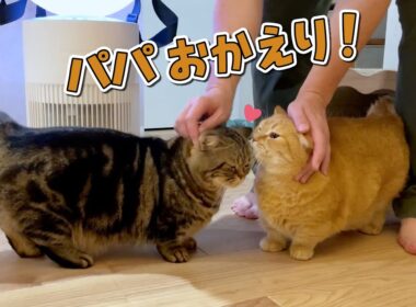 帰りが遅いパパを待ちわびていた愛猫のお出迎えが可愛すぎる！