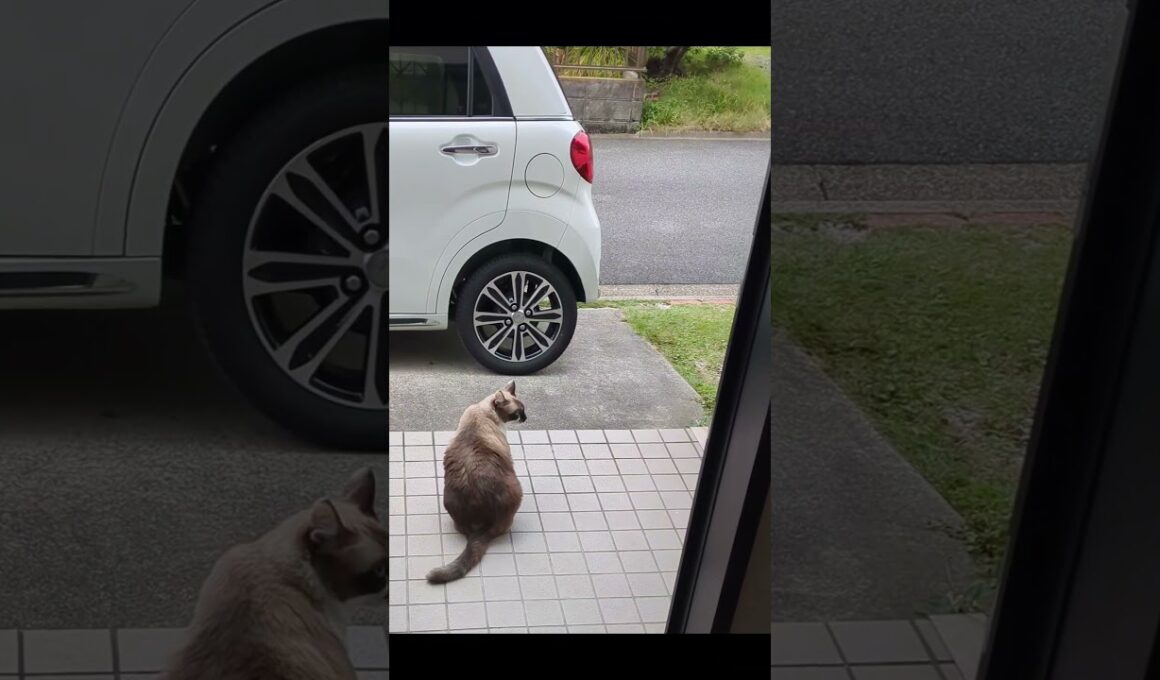 飼猫「そらくん」出陣❗️玄関先に出るのだけは大好き#shortsyoutube #スノーシュー猫