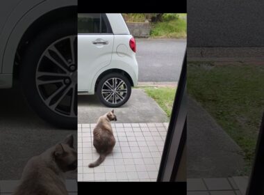 飼猫「そらくん」出陣❗️玄関先に出るのだけは大好き#shortsyoutube #スノーシュー猫
